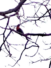 Trichoglossus moluccanus