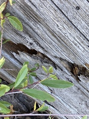 Frangula californica