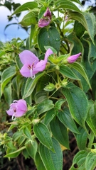 Rhynchanthera grandiflora