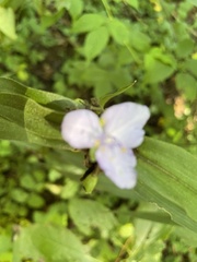 Tradescantia subaspera