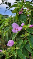 Rhynchanthera grandiflora