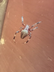 Neoscona domiciliorum