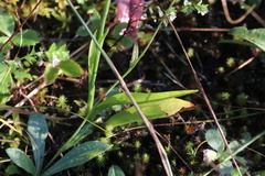 Spiranthes casei