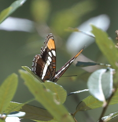 Adelpha eulalia
