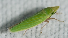 Draeculacephala robinsoni