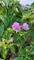 Rhynchanthera grandiflora