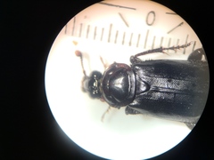 Nicrophorus humator