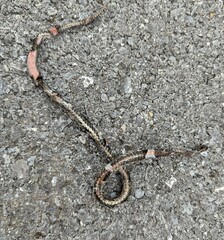 Storeria occipitomaculata