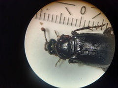 Nicrophorus humator