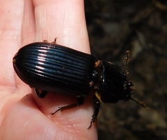 Odontotaenius disjunctus