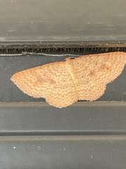 Epicyme rubropunctaria