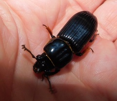 Odontotaenius disjunctus