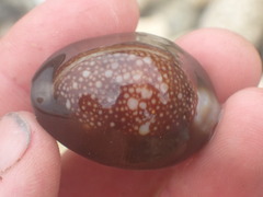 Monetaria caputserpentis