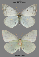 Colias christina