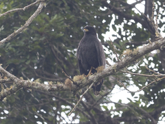 Buteogallus urubitinga