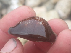 Monetaria caputserpentis