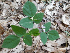 Desmodium marilandicum