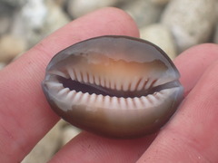 Monetaria caputserpentis