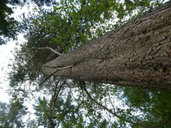 Pinus contorta contorta