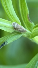 Aphrodes