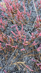Salicornia rubra