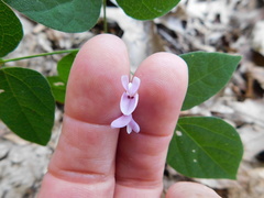 Desmodium marilandicum