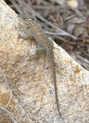 Sceloporus jarrovii