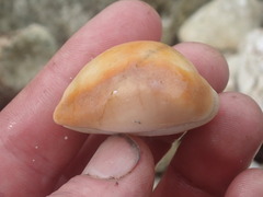 Lyncina schilderorum