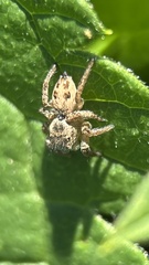 Habronattus