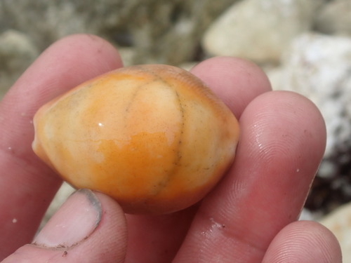 Cypraea schilderorum observed 2022-06-04