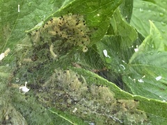 Yponomeuta cagnagella