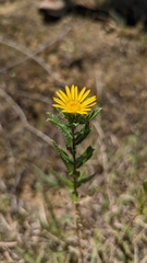 Grindelia lanceolata