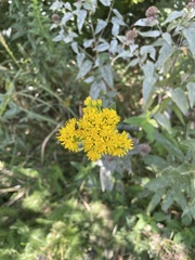 Solidago rigida