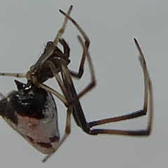 Argyrodes elevatus