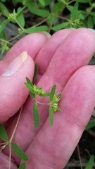 Euphorbia vermiculata