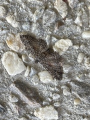 Pasiphilodes testulata