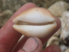 Lyncina schilderorum