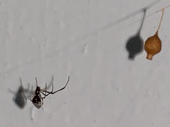 Argyrodes elevatus