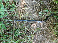 Pantherophis alleghaniensis
