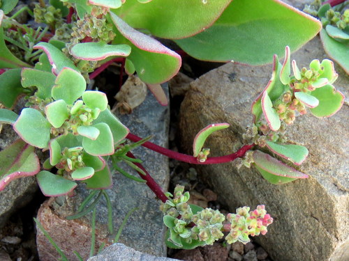 Opskot Seacoral (tetragonia Echinata) · Inaturalist