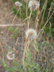 Gaillardia aristata