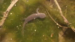 Hynobius leechii