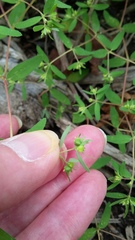 Euphorbia vermiculata