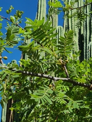 Bursera cuneata