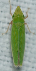 Draeculacephala robinsoni