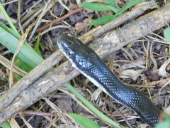 Pantherophis alleghaniensis