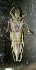 Draeculacephala robinsoni