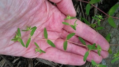 Euphorbia vermiculata