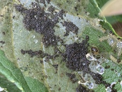Yponomeuta cagnagella