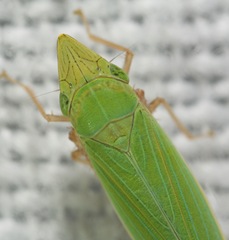 Draeculacephala robinsoni